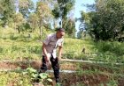 Polsek-Cibal-lakukan-Pengecekan-dan-Pengawasan-Lahan-Penanaman-Serentak-di-Desa-Barang