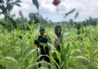 Bhabinkamtibmas-Reok-Barat-Turun-Langsung-Dampingi-Petani-Jagung,-Dorong-Ketahanan-Pangan