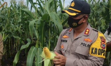 Bangun-Sinergitas,-Kapolres-Manggarai-Hadiri-Panen-Jagung-Raya.