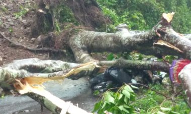 Pohon-Tumbang-Satu-Nyawa-Melayang