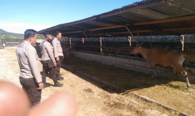 BINMAS-POLRES-MANGGARAI-MELAKSANAKAN-KEGIATAN-PENDATAAN-TERNAK-DI-KABUPATEN-MANGGARAI