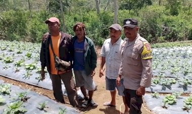 BRIPKA-THEODORUS-ANGKAT-Dukung-Panen-Raya-Holtikultura-dan-Berikan-Himbauan-Penting-di-Ndajang,-Desa-Lungar