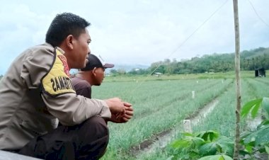 Bhabinkamtibmas-Kec.Reok-Melaksanakan-Giat-Sambang-Sekaligus-Mentau-Lokasi-Pertanian-Bawang-Merah,-Kampung-Niu,-Reok,-Manggarai