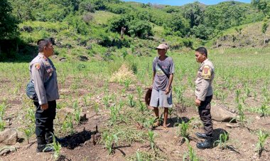 Kapolsek-Reo-dan-Bhabinkamtibmas-Sambangi-Lokasi-Pertanian-Jagung-Hibrida-untuk-Dukung-Program-Ketahanan-Pangan
