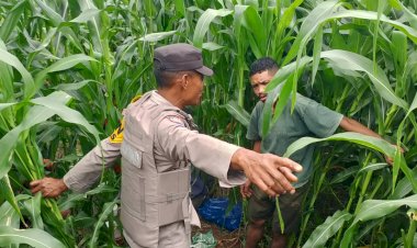 Bhabinkamtibmas-Satar-Mese-Utara-Dampingi-Petani-untuk-Dukung-Ketahanan-Pangan