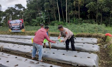 Pengecekan-dan-Pengawasan-Lahan-Penanaman-Jagung-Serentak-di-Wilayah-Hukum-Polres-Manggarai