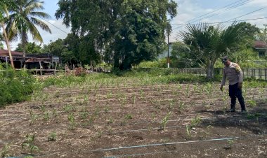 Bhabinkamtibmas-Bripka-Arsel-Liunima-Pantau-Program-Ketahanan-Pangan-melalui-Pengecekan-Tanaman-Jagung-di-Satarmese-Barat