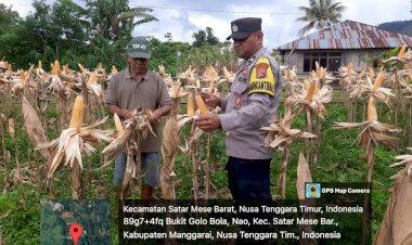 Bhabinkamtibmas-Desa-Nao-Dampingi-Petani-Panen-Jagung-untuk-Dukung-Ketahanan-Pangan
