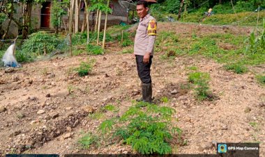 Bhabinkamtibmas-Laksanakan-Pengecekan-dan-Pengawasan-Lahan-Penanaman-Serentak-di-Lingkungan-Polres-Manggarai