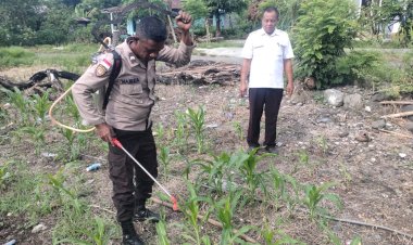 Kapolsek-Satarmese-Lakukan-Pengecekan-dan-Pengawasan-Lahan-Penanaman-Serentak-dalam-Program-Ketahanan-Pangan