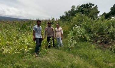 Bripka-Arsel-Liunima-Dampingi-Petani-dalam-Program-Ketahanan-Pangan-di-Satar-Mese-Barat