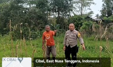 Bhabinkamtibmas-Kecamatan-Cibal-Bripka-Albertus-Rahmat-Dukung-Ketahanan-Pangan-dengan-Pendampingan-Petani