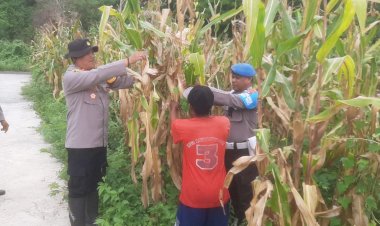 Kapolsek-Reo-Pimpin-Panen-Jagung-di-Lahan-Percontohan-Polsek-Reo