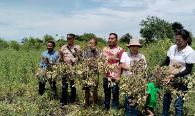 Kapolsek-Satar-Mese-Hadiri-Panen-Kacang-Tanah-di-Desa-Legu,-Dukung-Program-Ketahanan-Pangan