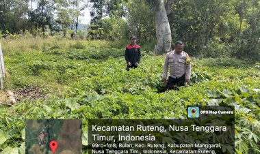 BHABINKAMTIBMAS-KEC.-RUTENG-DUKUNG-PROGRAM-KETAHANAN-PANGAN,-SAMBANGI-PETANI-KACANG-TANAH-DI-DUSUN-LAPA