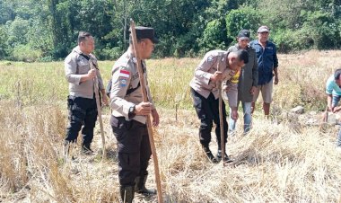 Bhabinkamtibmas-Dukung-Program-Ketahanan-Pangan-Melalui-Penanaman-Jagung-Di-Kecamatan-Cibal-Barat