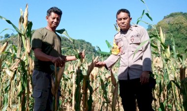 Bhabinkamtibmas-Lakukan-Pendampingan-Petani-Jagung-Dalam-Rangka-Dukung-Ketahanan-Pangan