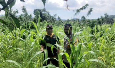 Bhabinkamtibmas-Reok-Barat-Turun-Langsung-Dampingi-Petani-Jagung,-Dorong-Ketahanan-Pangan