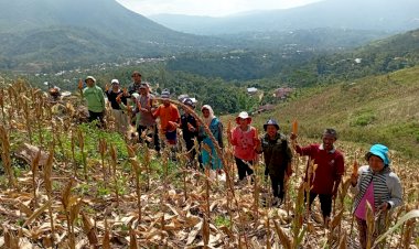 Kolaborasi-TNI-POLRI-dan-Dinas-Pertanian-Wujudkan-Ketahanan-Pangan,-Bhabinkamtibmas-Desa-Nao-Hadiri-Panen-Jagung