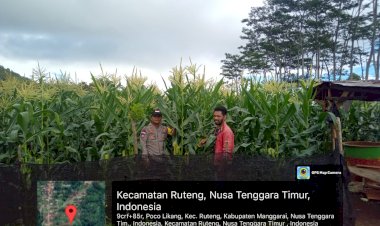 Wujud-Kepedulian,-Bhabinkamtibmas-Ruteng-Kawal-Kegiatan-Petani-Jagung