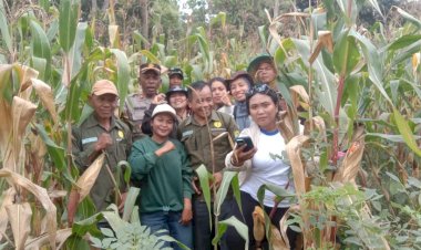 Bhabinkamtibmas-Hadiri-Panen-Raya-Jagung-di-Kecamatan-Cibal