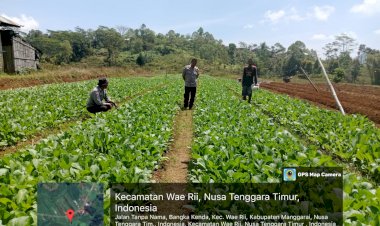 Bhabinkamtibmas-Kecamatan-Wae-Ri'i-Pantau-Lokasi-Penanaman-Jagung-Kelompok-Tani-Kenda-Maju