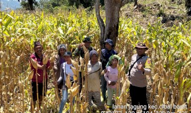 Bhabinkamtibmas-Cibal-Barat-Hadiri-Panen-Raya-Jagung-di-Desa-Waerenca