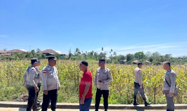Kabag-SDM-Polres-Manggarai-Tinjau-Lahan-Persiapan-Panen-Raya-Jagung-di-Wae-Ri’i