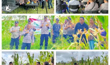DUKUNG-PROGRAM-PEMERINTAH,-POLRES-MANGGARAI-LAKSANAKAN-PANEN-RAYA-JAGUNG-SERENTAK-KUARTAL-IV-WUJUDKAN-SWASEMBADA-JAGUNG-DI-MANGGARAI