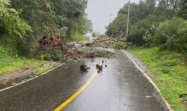 Langkah-Cepat-Polsek-Cibal-Evakuasi-Pohon-Tumbang,-Arus-Lalu-Lintas-Ruteng–Reo-Kembali-Lancar