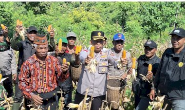 POLRES-MANGGARAI-DUKUNG-KETAHANAN-PANGAN,-LAKSANAKAN-PANEN-JAGUNG-KUARTAL-II-DI-LAHAN-PERCONTOHAN-POLSEK-REO