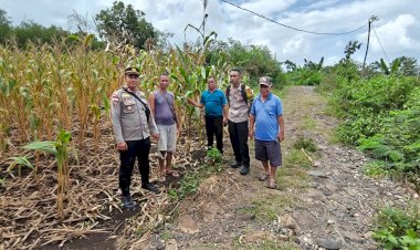 DUKUNG-PROGRAM-ASTA-CITA-PEMERINTAH,Kapolsek-Satarmese-Bersama-Bhabinkamtibmas-Cek-Lokasi-Panen-Jagung-Poktan-Tanjung-Tilir
