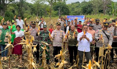 Panen-Raya-Jagung-Serentak-Kuartal-II-2026-Digelar-di-Satar-Mese,-Polres-Manggarai-Dukung-Ketahanan-Pangan