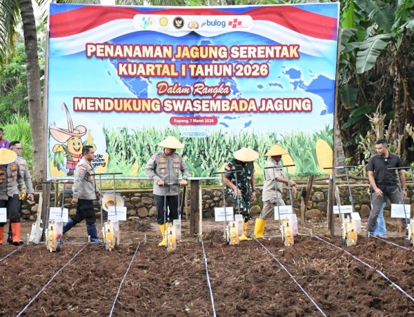 **Dukung Asta Cita Presiden RI, Polda NTT Perluas Akselerasi Swasembada Pangan: Targetkan 10.000 Hektar Lahan dan Produktivitas 5 Ton per Hektar**