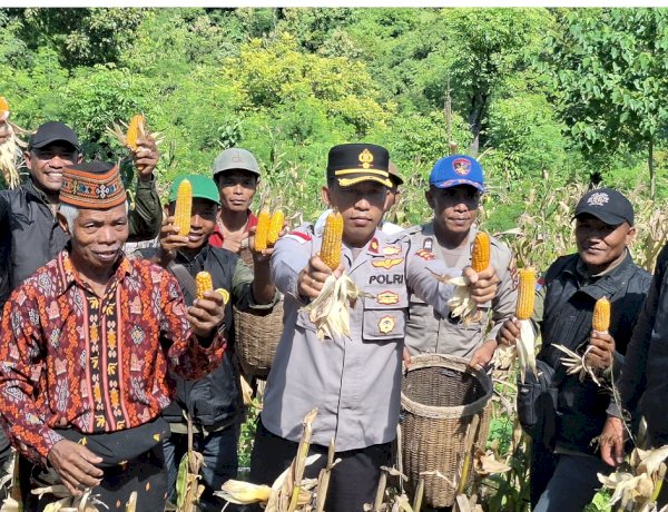 POLRES MANGGARAI DUKUNG KETAHANAN PANGAN, LAKSANAKAN PANEN JAGUNG KUARTAL II DI LAHAN PERCONTOHAN POLSEK REO
