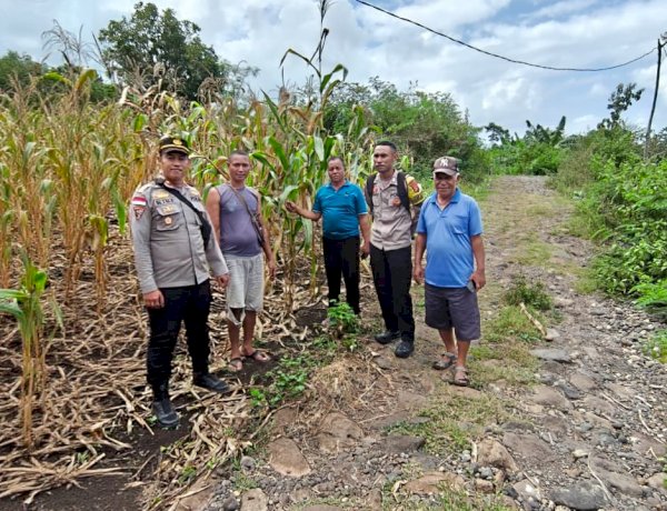 DUKUNG PROGRAM ASTA CITA PEMERINTAH,Kapolsek Satarmese Bersama Bhabinkamtibmas Cek Lokasi Panen Jagung Poktan Tanjung Tilir
