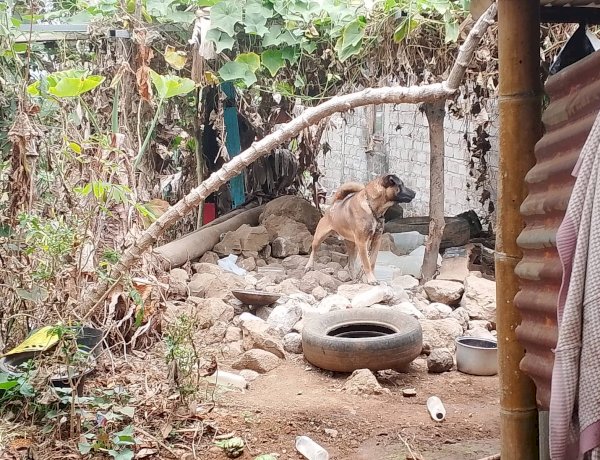 Cegah Penyebaran Rabies, Bhabinkamtibmas  Polres Manggarai Eliminasi HPR dan Imbau Warga Waspada