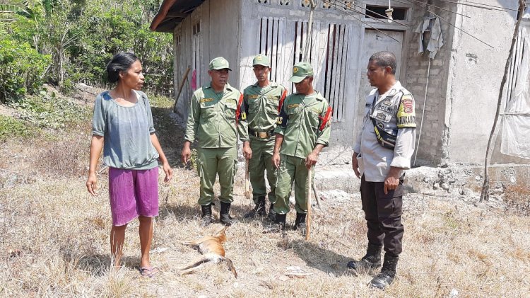 Bripka Semris Bell Bersama Babinsa Lakukan Penertiban Hewan Penular Rabies Dan Himbauan TPPO di Desa Rura, Kecamatan Reok Barat