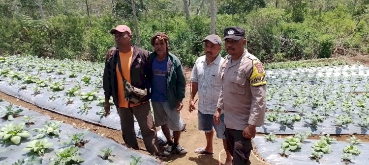 BRIPKA THEODORUS ANGKAT Dukung Panen Raya Holtikultura dan Berikan Himbauan Penting di Ndajang, Desa Lungar