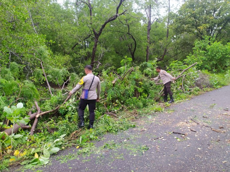 Respon Cepat Polsek Reo Bersihkan Pohon Tumbang di Jalan Utama Wangkung - Robek