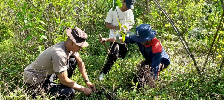 Peduli Lingkungan dan Kelestarian Alam : Personil Polres Manggarai Berpartisipasi dalam Penanaman Pohon Serentak