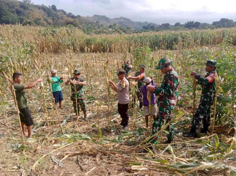 Bhabinkamtibmas Aipda Syamsul Rizal Hadiri Panen Perdana Jagung UBSUS di Desa Salama