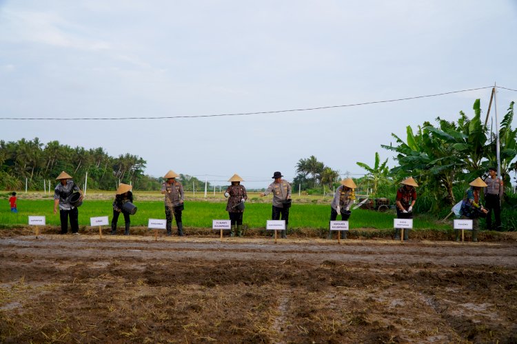 Dukung Ketahanan Pangan Nasional, Kakorbinmas Baharkam Polri Semai Padi di Kulonprogo