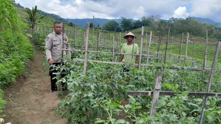 Dampingi Petani Wujudkan Ketahanan Pangan, Bhabinkamtibmas Rahong Utara terjun langsung sambangi petani di Loi.