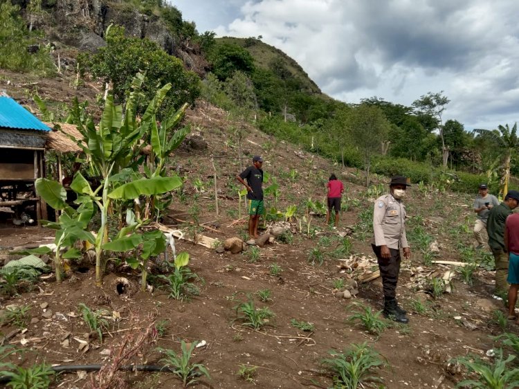 Bhabinkamtibmas Satarmese Barat Pantau Aktivitas Petani Jagung dan Sampaikan Himbauan Kamtibmas