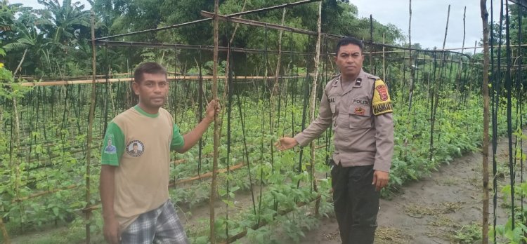 Bhabinkamtibmas Kecamatan Reok : Sambang dan Pemantauan Lokasi Ketahanan Pangan di Reok