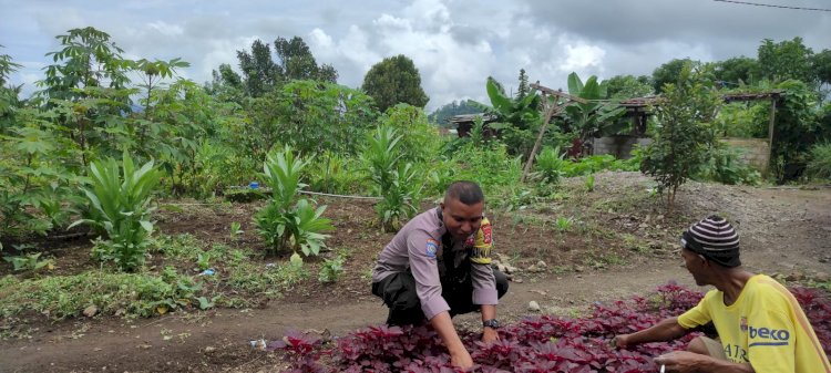 Bripka Adrianus G. Suman Bhabinkamtibmas Wae Ri'i Dorong Ketahanan Pangan dan Sampaikan Pesan Kamtibmas