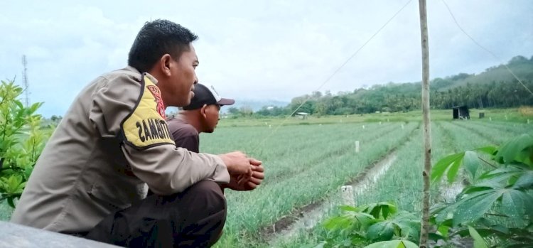 Bhabinkamtibmas Kec.Reok Melaksanakan Giat Sambang Sekaligus Mentau Lokasi Pertanian Bawang Merah, Kampung Niu, Reok, Manggarai