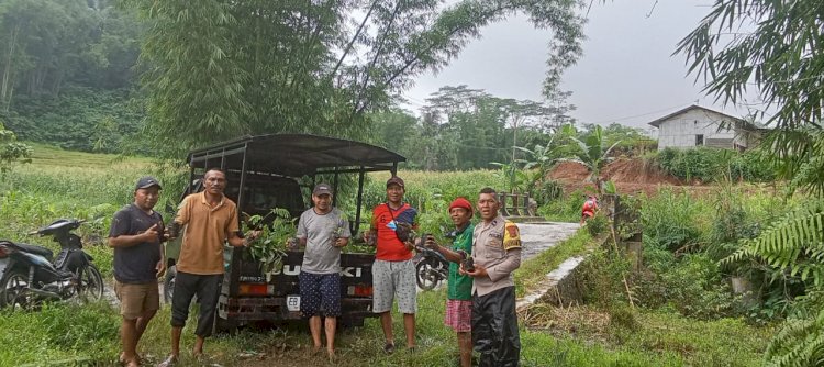 Bhabinkamtibmas Kecamatan Ruteng Dampingi Pembagian Benih Kopi Arabika di Desa Beo Rahong