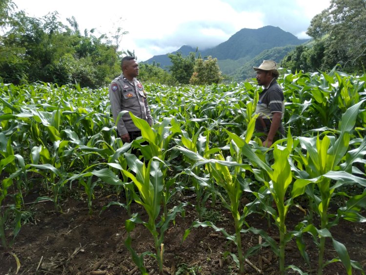 Bhabinkamtibmas Dukung Program Ketahanan Pangan, Lakukan Pendampingan Terhadap Petani di Satar Mese Utara